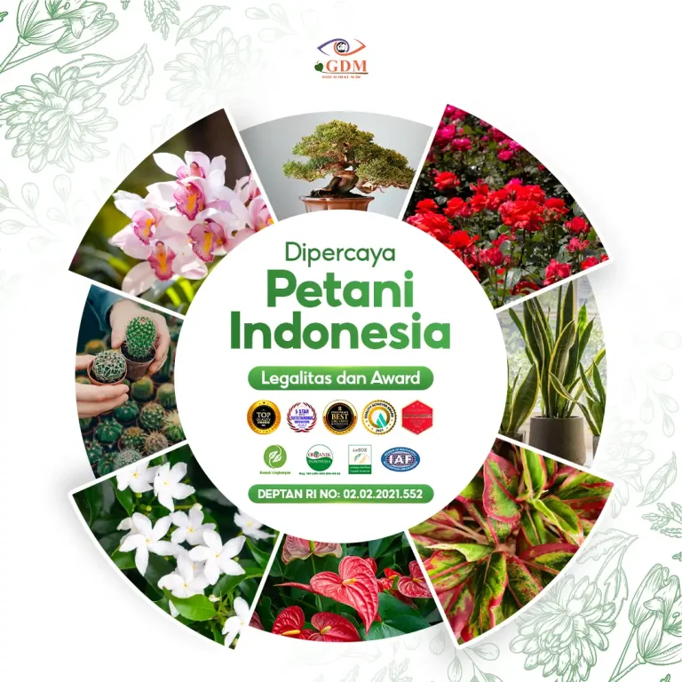 7 Banyak pekebun yang sudah percaya dengan pupuk organik cair GDM spesialis tanaman hias