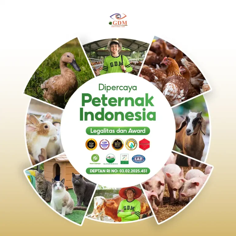 7 Banyak peternak sudah percaya dengan suplemen organik cair GDM spesialis peternakan