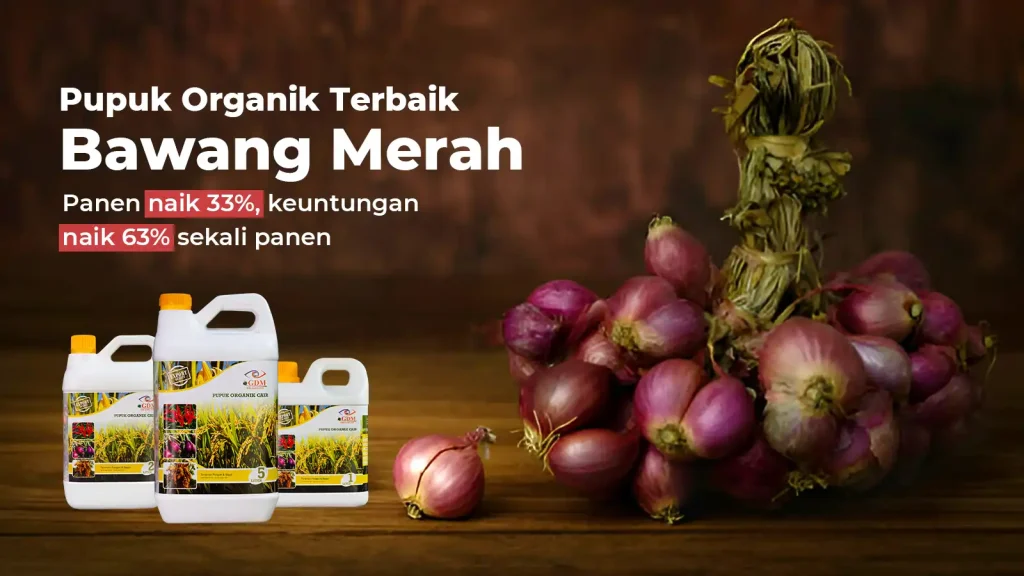 Hasil analisa usaha budidaya bawang merah terbaru dari tim GDM dengan pupuk organik cair spesialis tanaman pangan