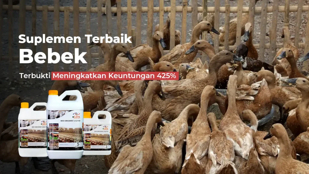 Hasil analisa usaha budidaya bebek terbaru dari tim GDM dengan suplemen organik cair spesialis peternakan