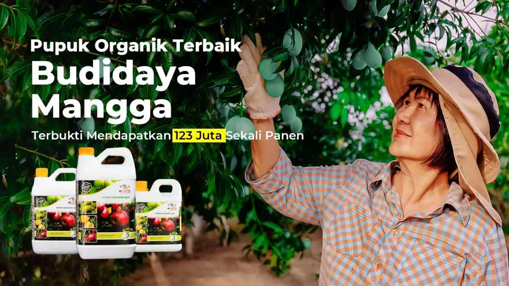 Hasil analisa usaha budidaya mangga terbaru dari tim GDM dengan pupuk organik cair spesialis buah