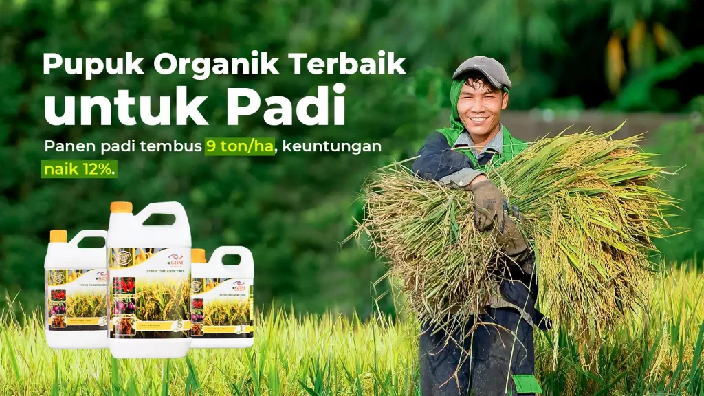 Hasil analisa usaha budidaya padi terbaru dari tim GDM dengan pupuk organik cair spesialis tanaman pangan