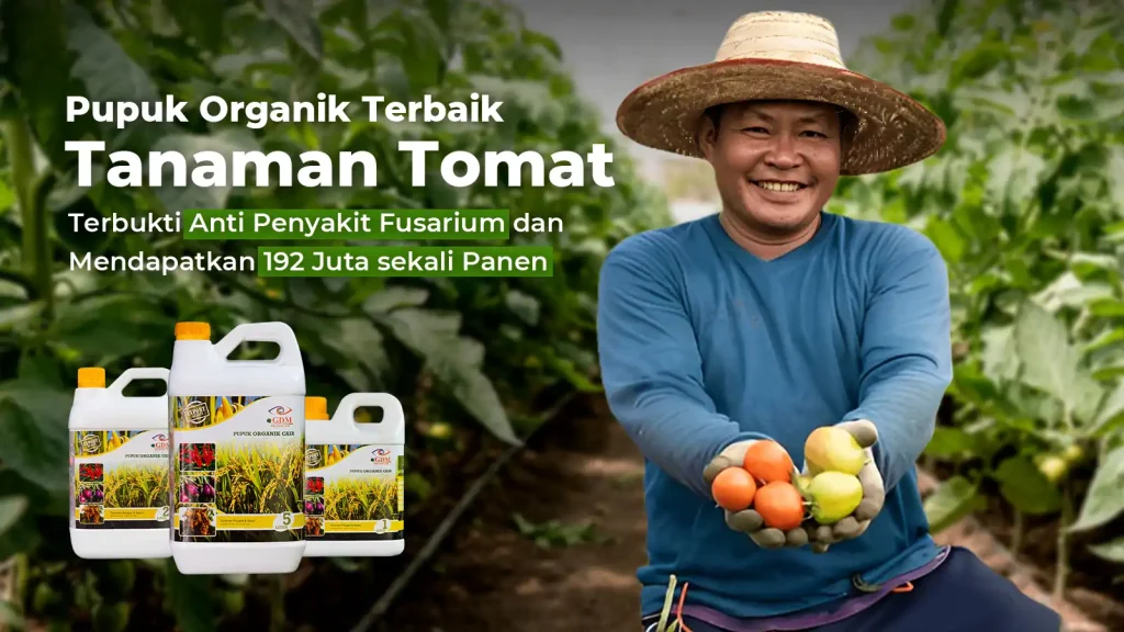 Hasil analisa usaha budidaya tomat terbaru dari tim GDM dengan pupuk organik cair spesialis tanaman pangan