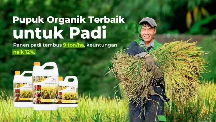 Hasil analisa budidaya padi dengan pupuk organik cair GDM spesialis tanaman pangan