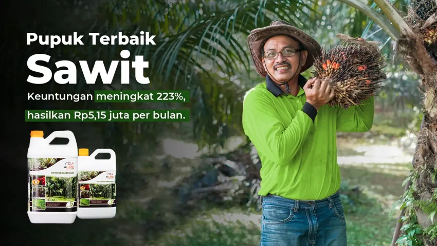 Hasil analisa budidaya sawit dengan pupuk organik cair GDM spesialis tanaman pangan