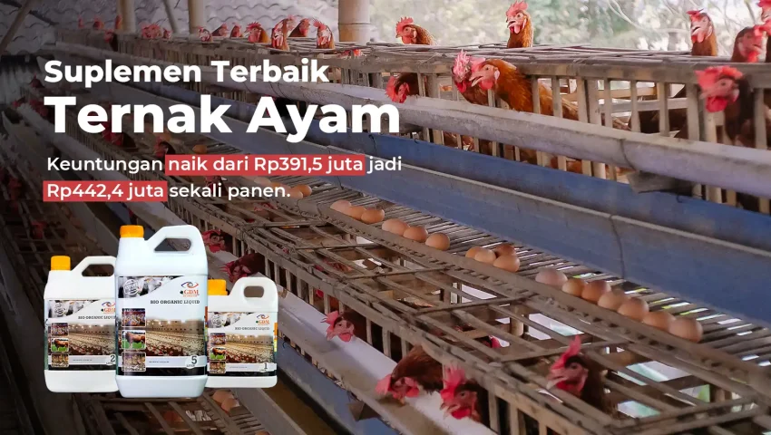 Hasil analisa usaha ternak ayam dengan suplemen organik cair GDM spesialis peternakan