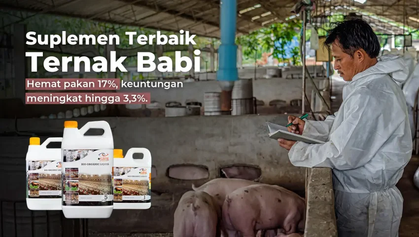 Hasil analisa usaha ternak babi dengan suplemen organik cair GDM spesialis peternakan