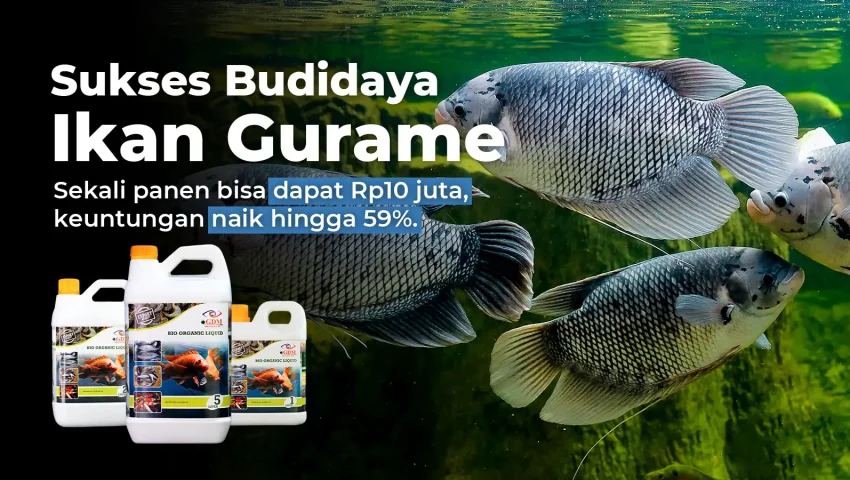 Hasil analisa usaha ternak ikan gurame dengan suplemen organik cair GDM spesialis perikanan