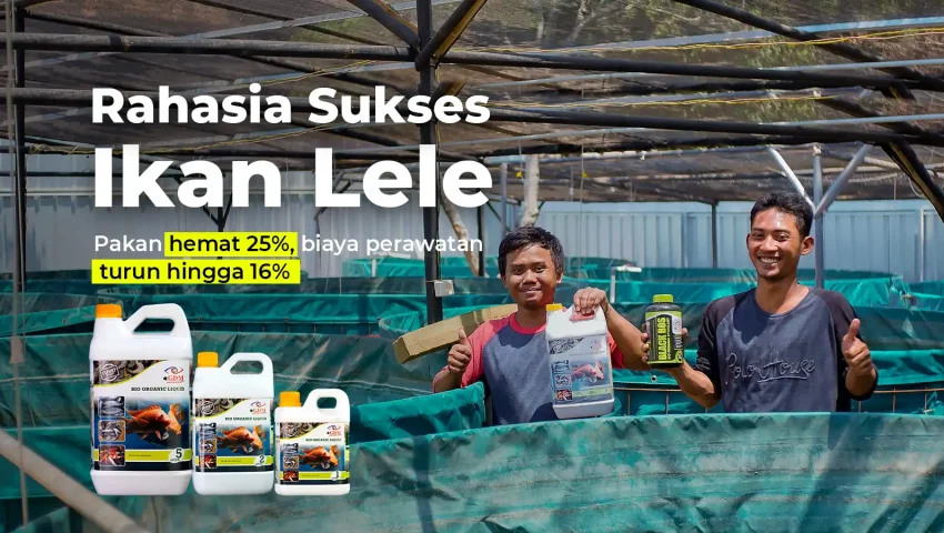 Hasil analisa usaha ternak ikan lele dengan suplemen organik cair GDM spesialis perikanan