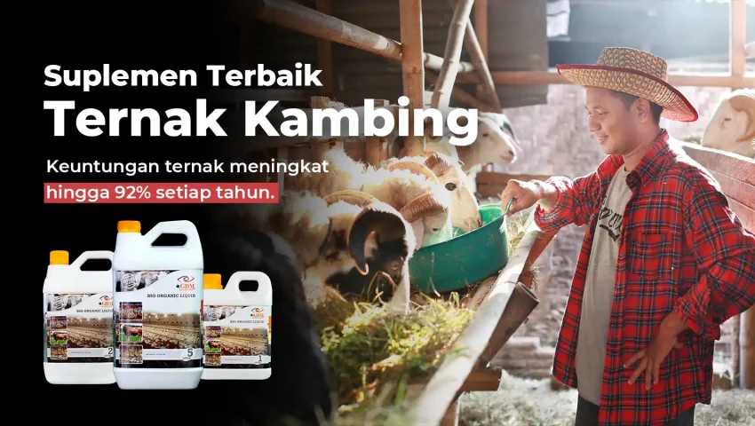 Hasil analisa usaha ternak kambing dengan suplemen organik cair GDM spesialis peternakan