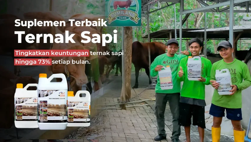 Hasil analisa usaha ternak sapi dengan suplemen organik cair GDM spesialis peternakan