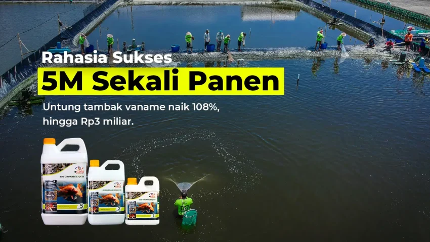 Hasil analisa usaha ternak udang vaname dengan suplemen organik cair GDM spesialis perikanan
