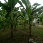 Foto ulasan pembeli GDM Spesialis Perkebunan tengkubastian