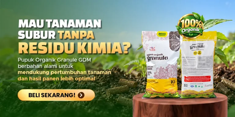 Pupuk Organik Granule GDM POG membantu mengatasi tanaman kerdil