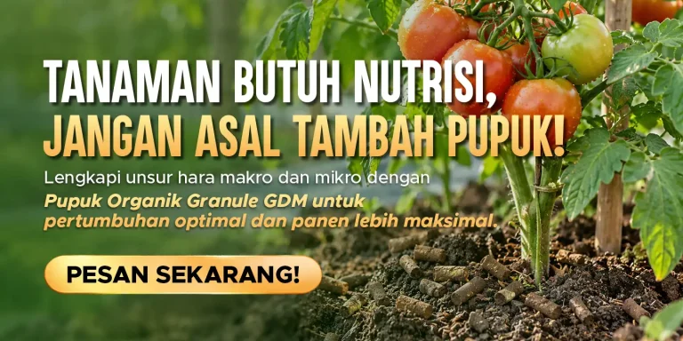 Pupuk Organik Granule GDM POG membantu mengatasi tanaman yang layu