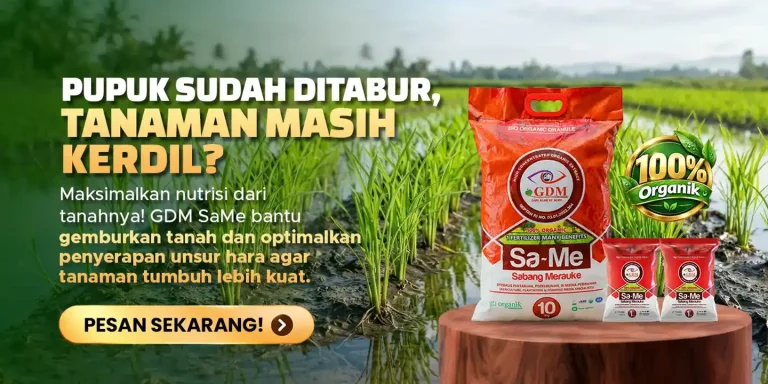 Pupuk bio organik Padat GDM SaMe membantu tanaman subur tanpa ada residu kimia di dalam tanah