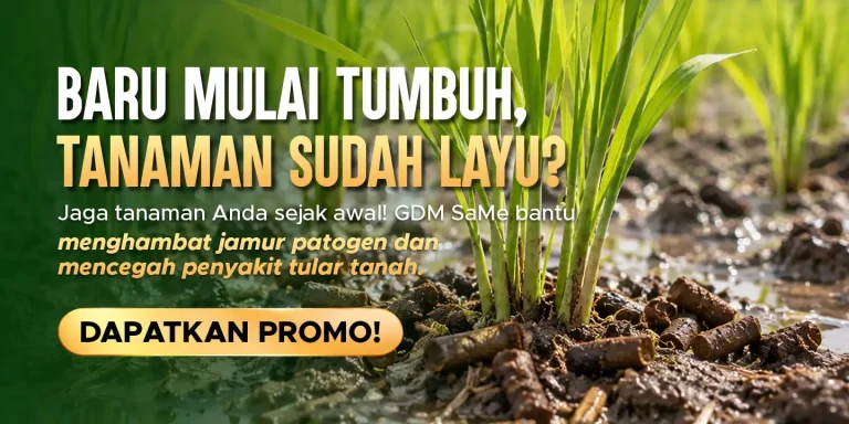 Pupuk bio organik padat GDM SaMe membantu menambah nutrisi ke dalam lahan budidaya