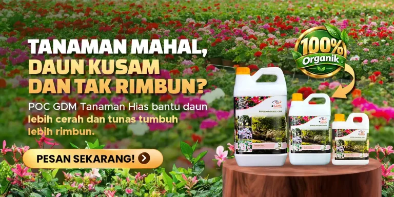 Pupuk organik cair GDM Spesialis tanaman hias mengatasi daun kusam dan tidak rimbun