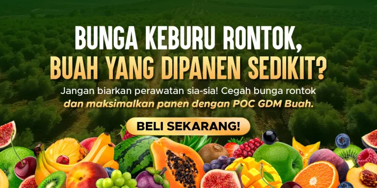 Pupuk organik cair GDM spesialis buah buahan membantu mengatasi buah yang gagal panen