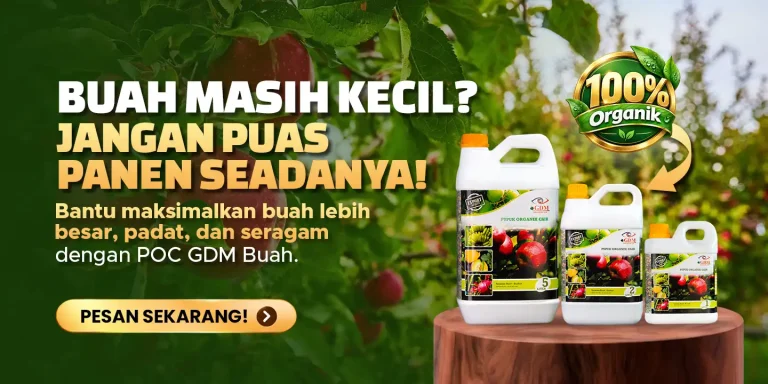 Pupuk organik cair GDM spesialis buah buahan membantu meningkatkan ukuran buah