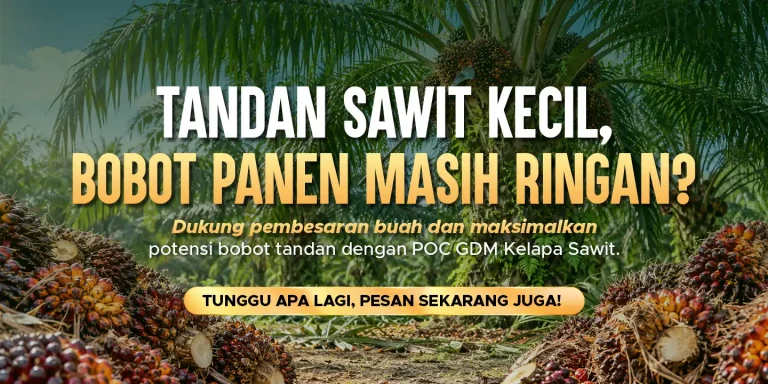 Pupuk organik cair GDM spesialis kelapa sawit membantu mengatasi tandan sawit yang kecil dan bobot panen yang ringan
