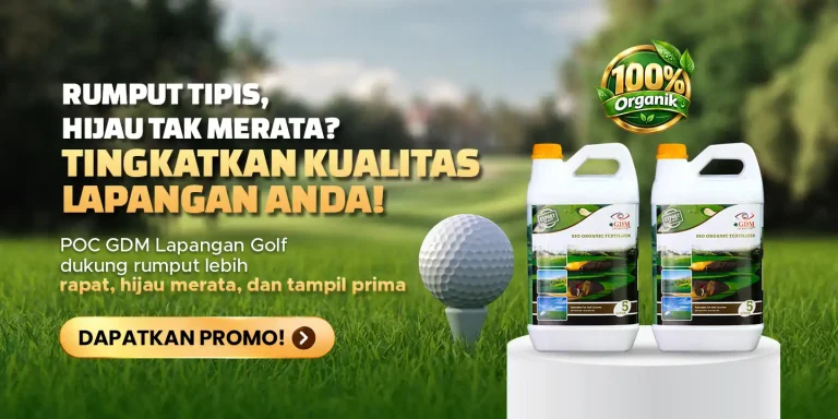 Pupuk organik cair GDM spesialis lapangan golf membantu mengatasi rumput yang tipis dan tidak hijau
