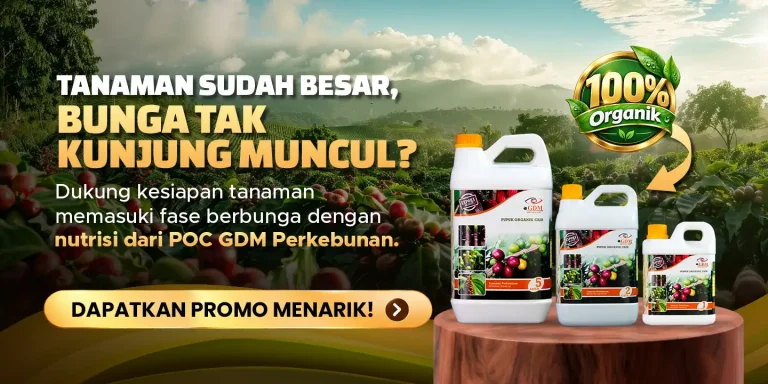 Pupuk organik cair GDM spesialis perkebunan bisa mengatasi bunga yang tak kunjung muncul