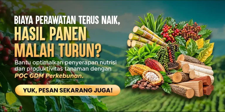 Pupuk organik cair GDM spesialis perkebunan mengatasi hasil panen yang menurun