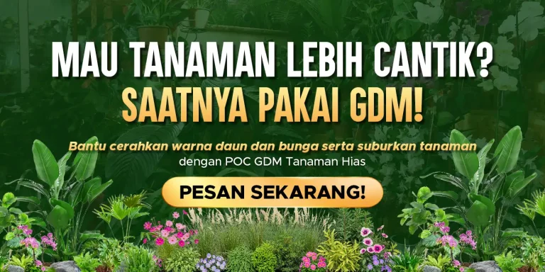 Pupuk organik cair GDM spesialis tanaman hias membuat tanaman lebih cantik