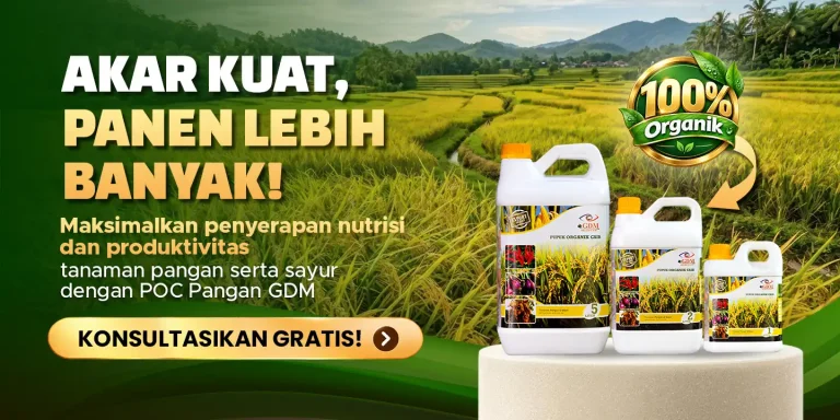 Pupuk organik cair GDM spesialis tanaman pangan membantu agar lebih kuat dan panen lebih banyak
