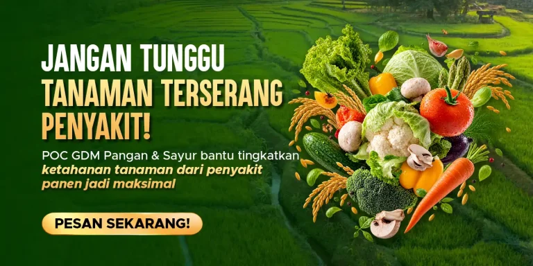 Pupuk organik cair GDM spesialis tanaman pangan membantu tanaman terhindar dari serangan penyakit