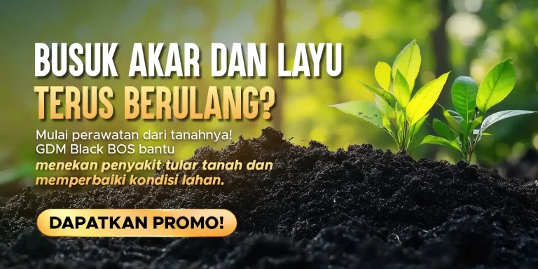 Pupuk pembenah tanah organik GDM Black BOS membantu mencegah penyakit busuk akar dan tanaman layu