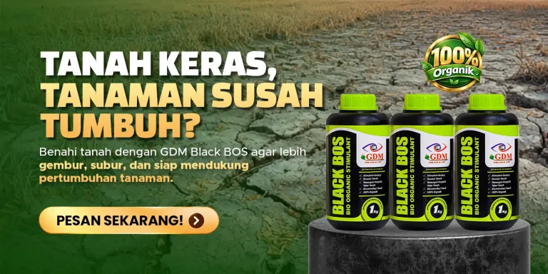 Pupuk pembenah tanah organik GDM Black BOS membantu menyuburkan tanah yang keras dan susah tumbuh