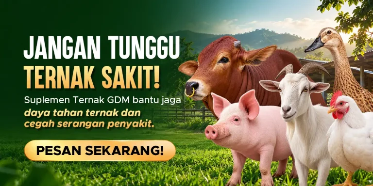 Suplemen organik cair GDM Spesialis peternakan dapat menghindarkan hewan ternak dari penyakit
