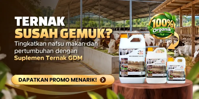 Suplemen organik cair GDM spesialis peternakan dapat membantu hewan ternak yang susah gemuk