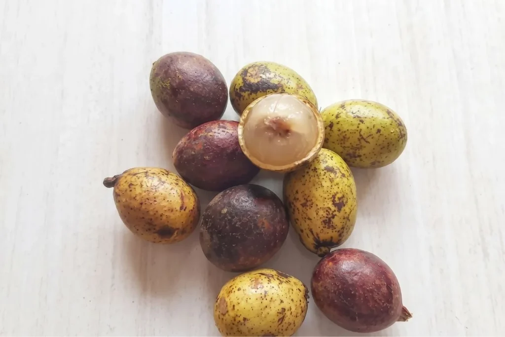 pupuk matoa agar cepat berbuah