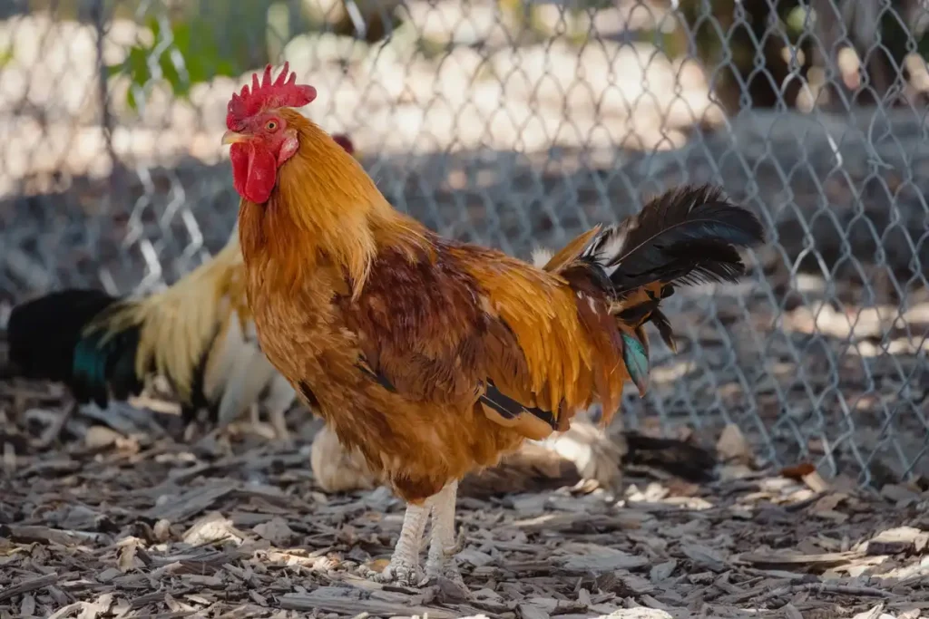 cara-ternak-ayam-kampung-petelur