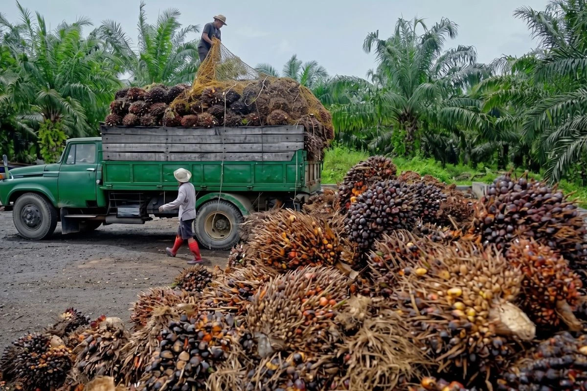 distributor pupuk kelapa sawit Sumatera Selatan
