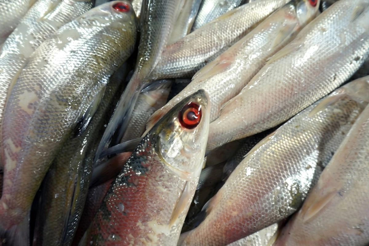 supplier suplemen ikan bandeng gresik