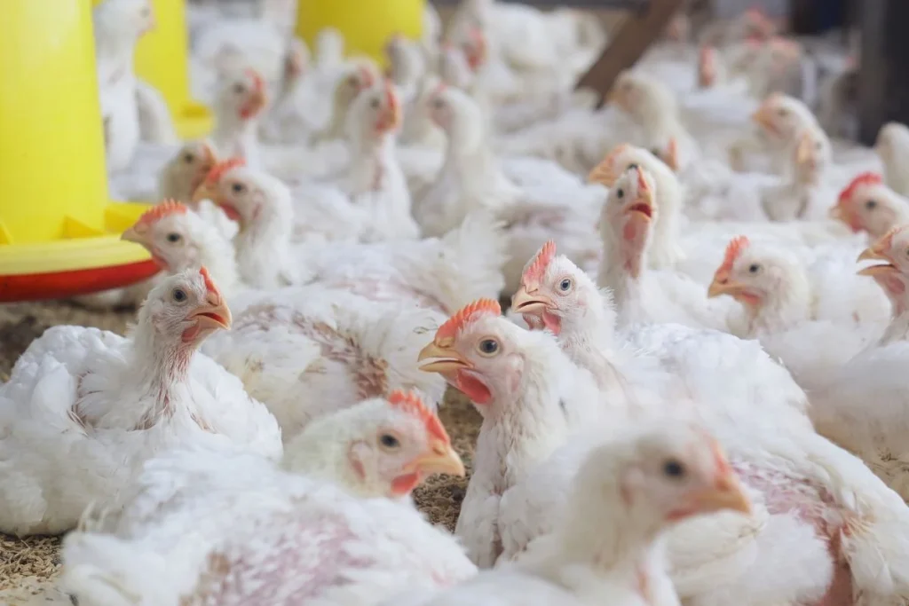 supplier vitamin ayam broiler bogor