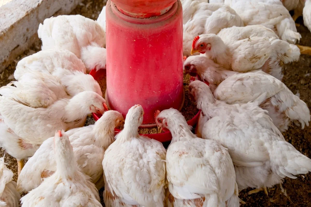 supplier vitamin ayam broiler bogor