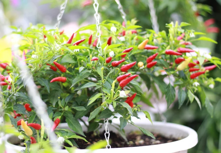 pupuk alami agar cabe berbuah lebat